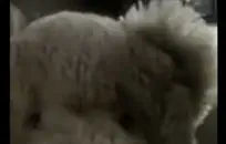 صورزب طويل عربي يقذف بليد فقط متحرك