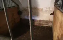 Tatted فاتنة يلعب مع بوسها شعر.